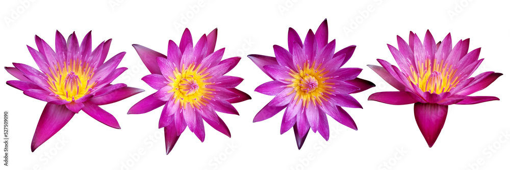 set of lotus flowers on a white background set of lotus flowers on a white background
