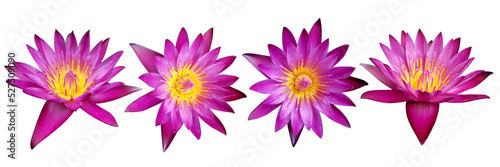 set of lotus flowers on a white background