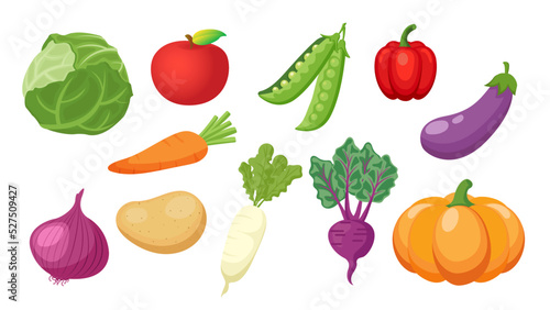 Collection set of vegetable cabbage onion pumpkin white radish eggplant carrot potato pepper pea turnip