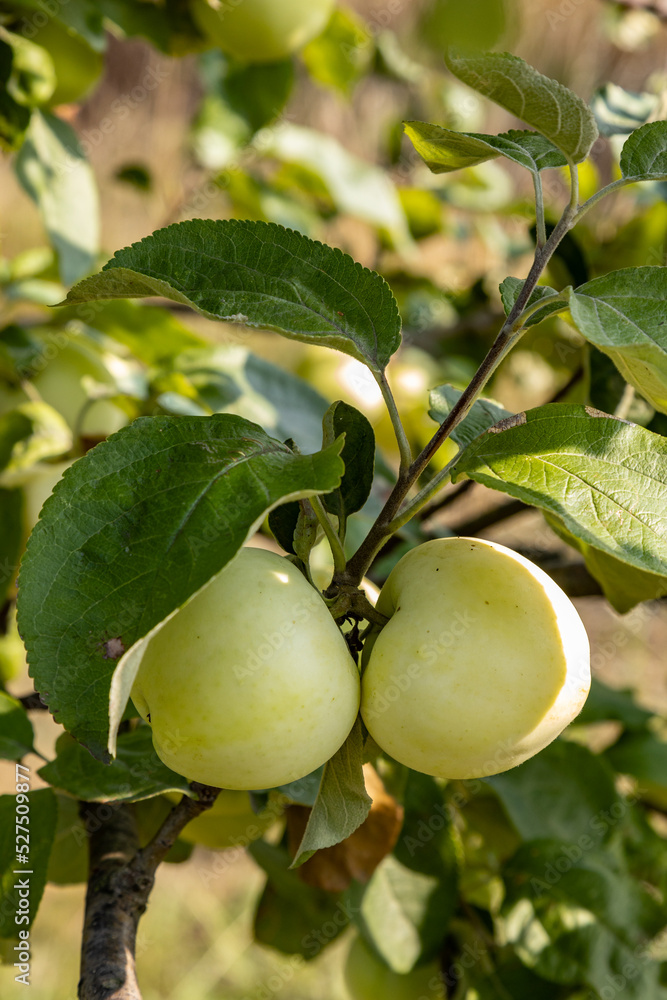 Apples close up photography, Fruits among the leaves on a branch, polish orchards, healthy polish food, close up photography, Poland
Apples close up photography, Fruits among the leaves on a branch, polish orchards, healthy polish food, close up photography, Poland