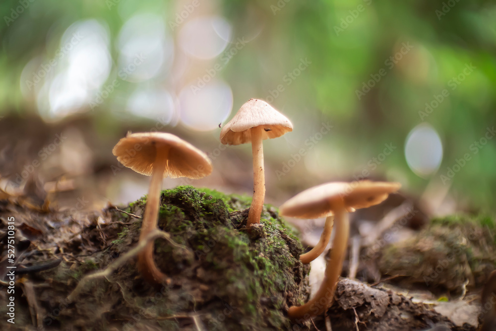 Small and wild mushrooms in the green forest Small and wild mushrooms in the green forest