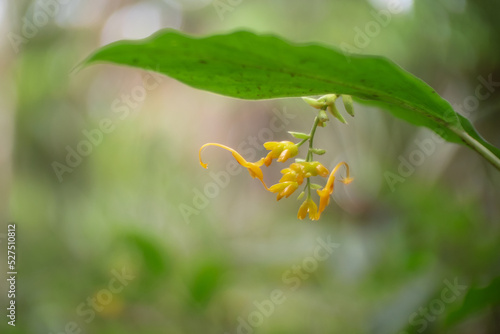 Zingiberaceae from rainforest of thailand photo
