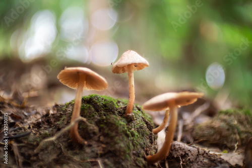 Small and wild mushrooms in the green forest