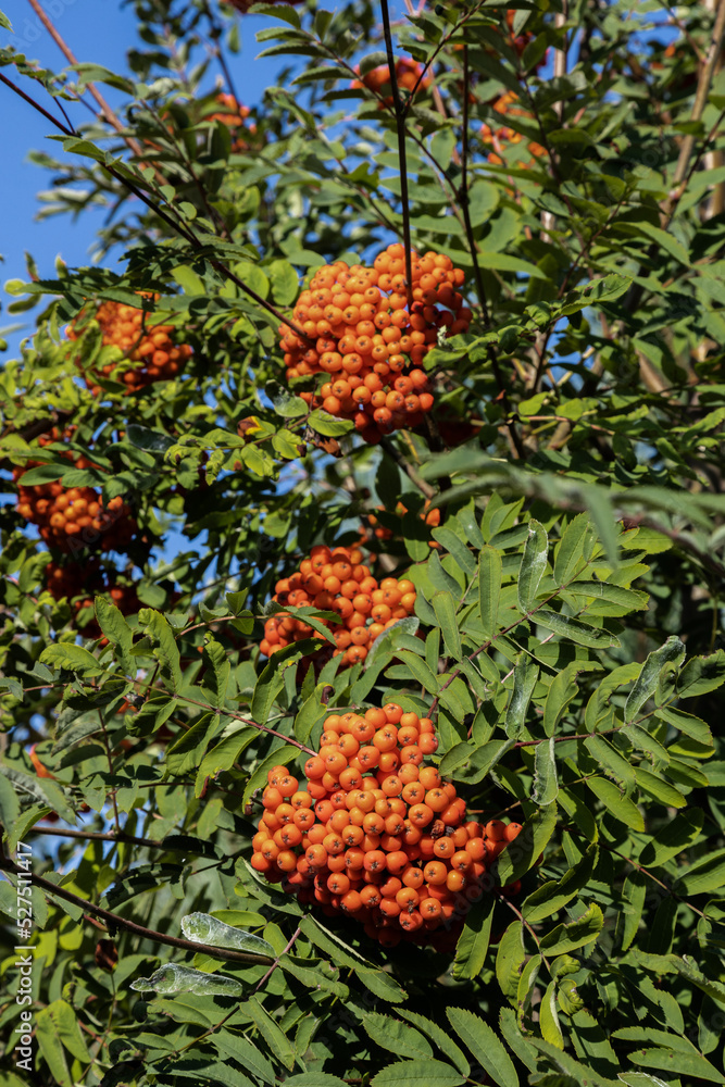 Red rowan among the branches on a tree in a sunny day Red rowan among the branches on a tree in a sunny day