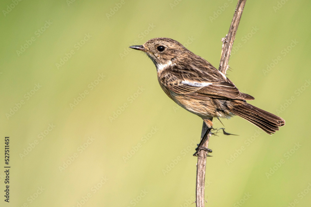 Fototapeta premium Schwarzkehlchen (Saxicola torquata) Weibchen
