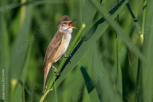 Drosselrohrsänger (Acrocephalus arundinaceus) photo