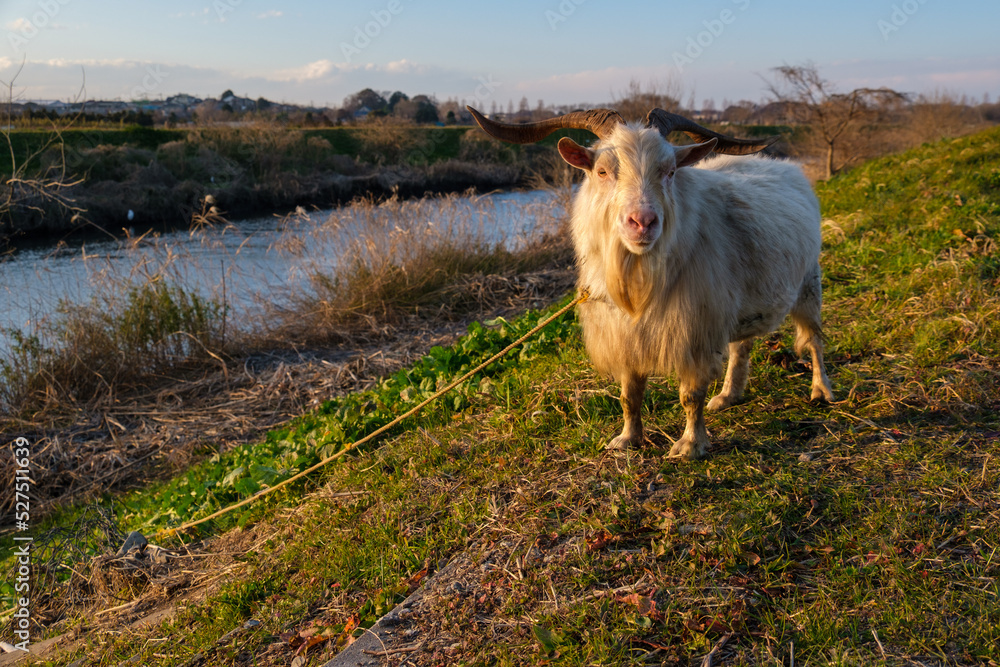 Obraz premium 夕暮れのやぎ