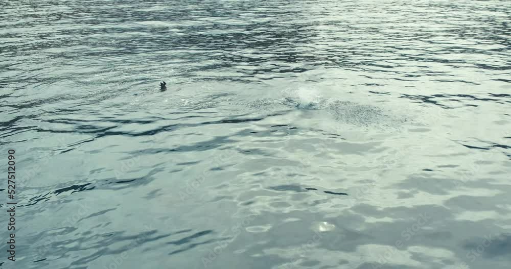 Dolphins jumping out of the water, aerial orbit view Dolphins jumping out of the water, aerial orbit view