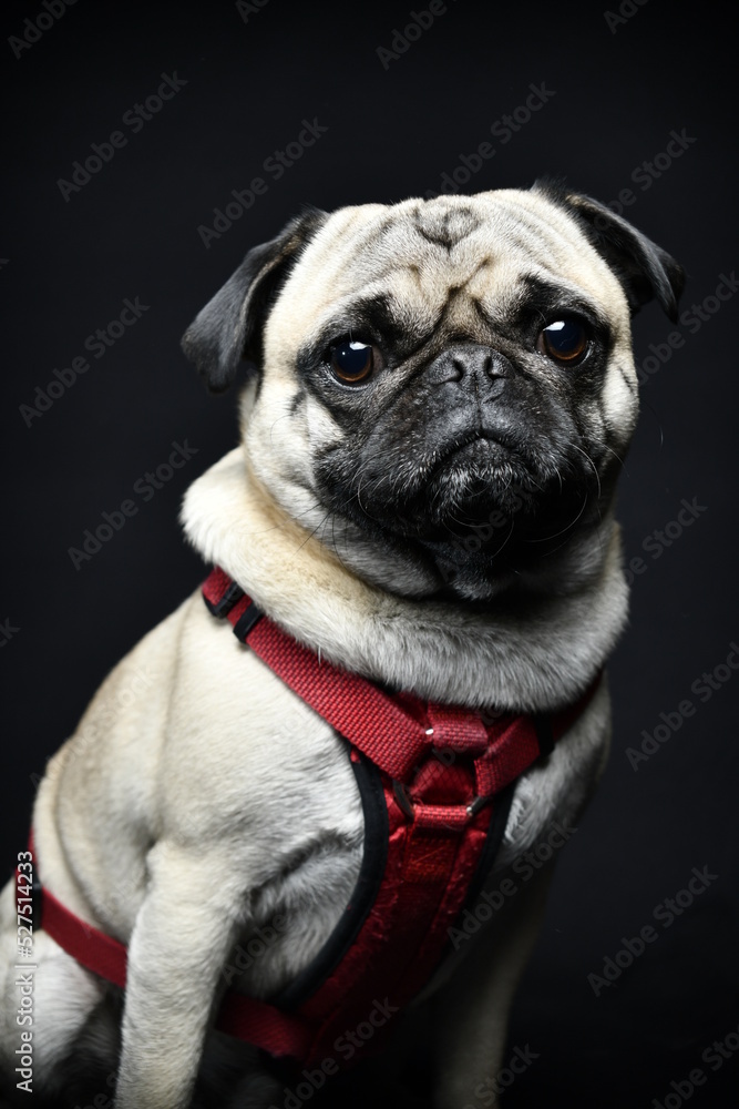 pug dog posing in photo shoot with black background 