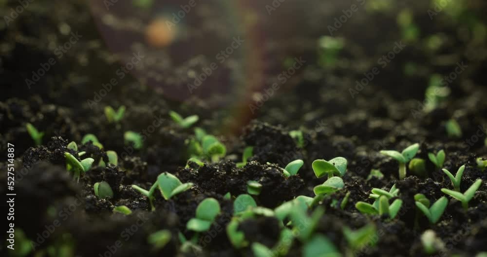 Timelapse of growing plants of basil with lens flare. Alfalfa grows dynamically. The birth of a new life in nature. Cutting a sprout through the ground. High quality 4k footage