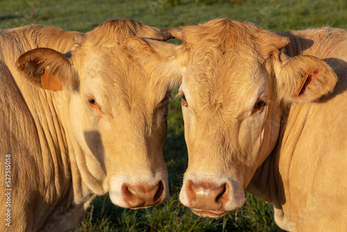 Close up portrait of two cows on a clear day