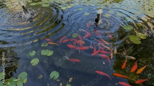 colored fish in the water
