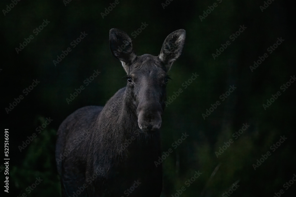 Moose portrait late in the autumn evening