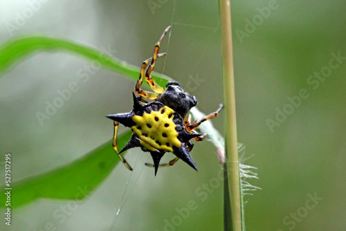 Spiny Orb Weaver Spider on a web photo