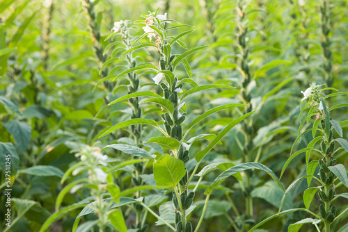 Sesame seed plants growing in the area of farmland