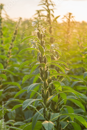 Sesame seed plants growing in the area of farmland © zhikun sun