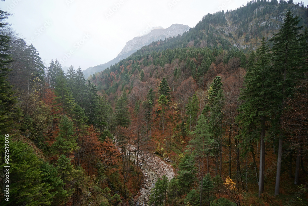 Obraz premium Beautiful autumn color in pine forest, Mermany. 