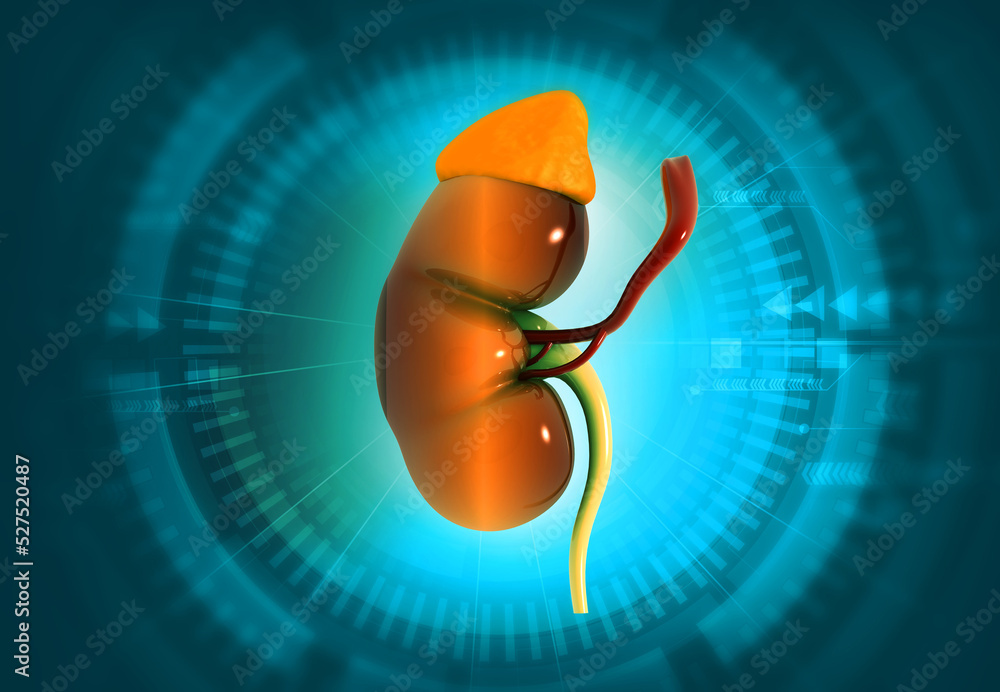 Human kidney anatomy on digital background. 3d illustration.