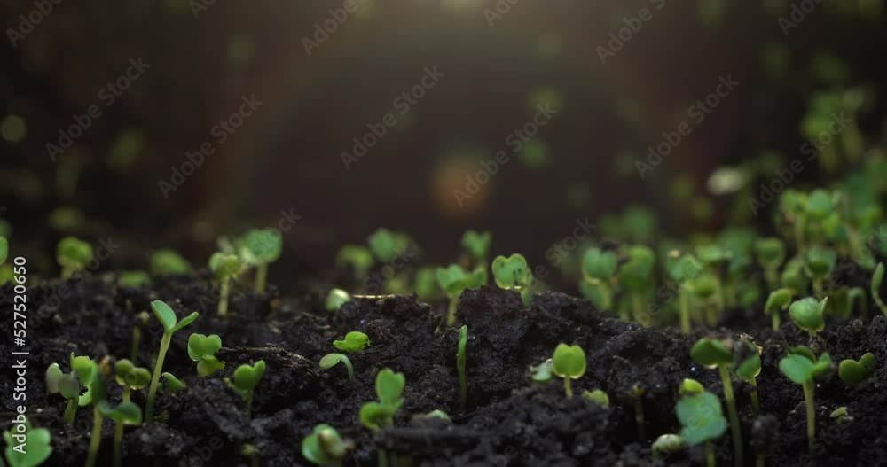 Timelapse of growing plants of arugula. Alfalfa grows dynamically. The birth of a new life in nature. Cutting a sprout through the ground. High quality 4k footage Timelapse of growing plants of arugula. Alfalfa grows dynamically. The birth of a new life in nature. Cutting a sprout through the ground. High quality 4k footage