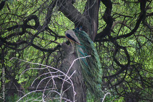 Indian Peacock sitting on tree