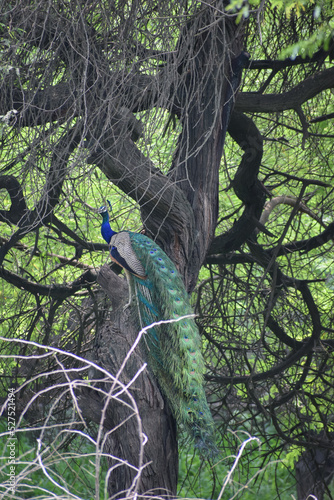 Indian Peacock sitting on tree