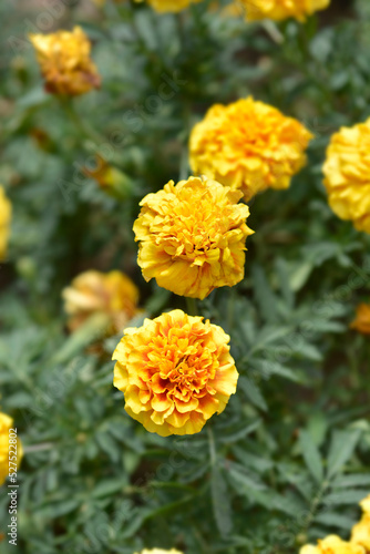 French marigold Strawberry Blonde