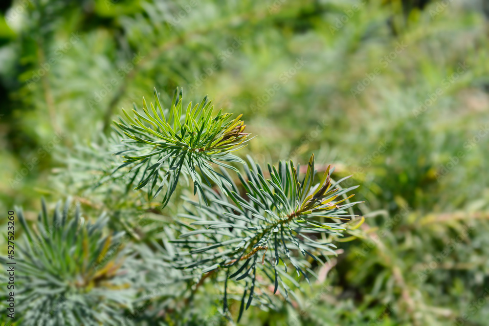 Cypress Spurge Fens Ruby