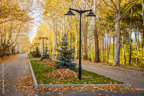 Autumn scenery. Beautiful gold fall in forest. all about autumn trees,flowers,grass etc