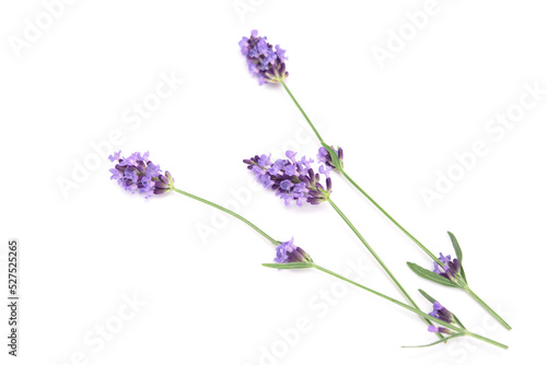Sprig of laverder flowering isolated on white background.