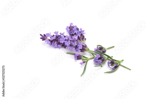 Sprig of laverder flowering isolated on white background.