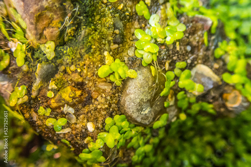 Macro closeup of pond weed in a pool and across a rock.