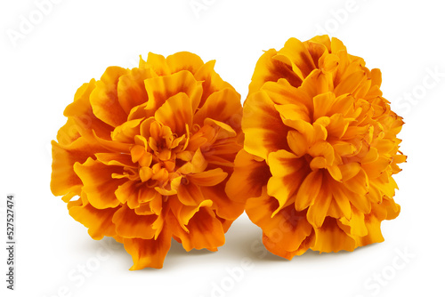 fresh marigold or tagetes erecta flower isolated on white background with full depth of field. photo