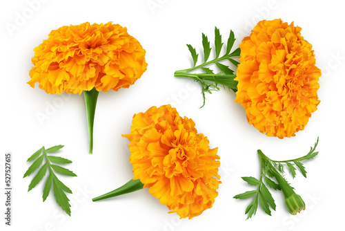 fresh marigold or tagetes erecta flower isolated on white background with full depth of field. Top view. Flat lay photo