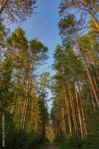 forest road in the grove