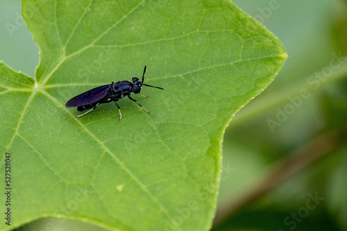 草原で休む黒い蜂 © Gottchin Nao