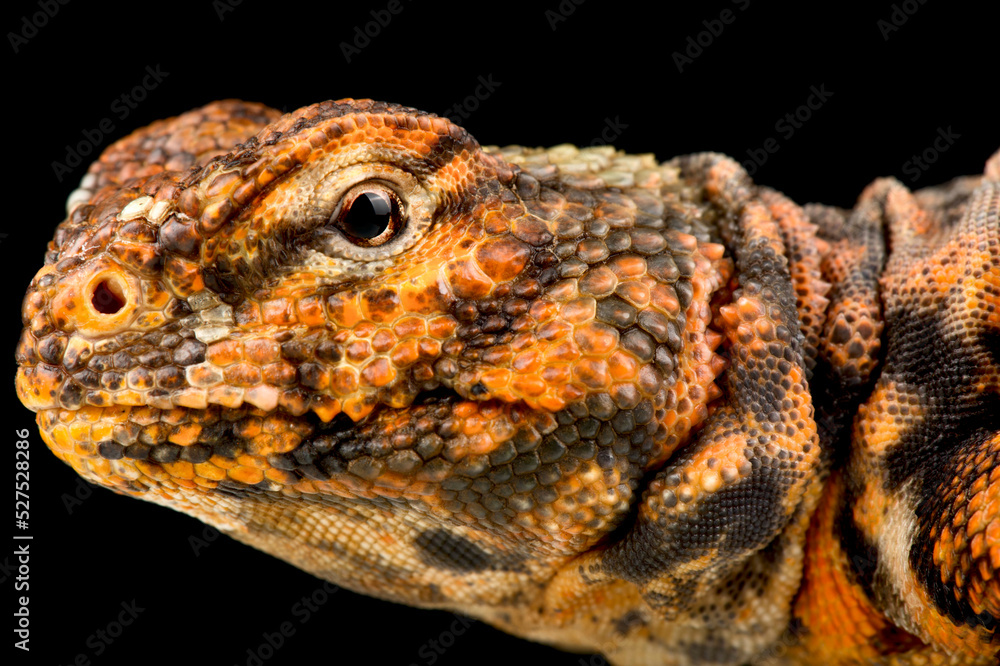 Fototapeta premium Geyr’s Spiny-tailed Lizard (Uromastyx geyri)