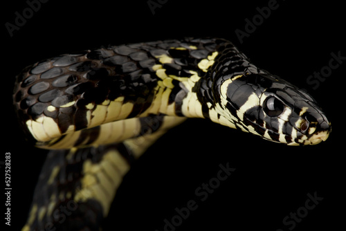 Tropical chicken snake (Spilotes megalolepis)