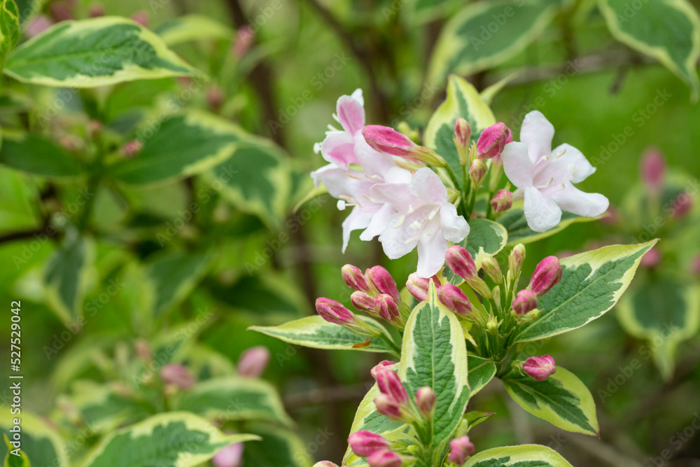 Abundant pink flowers of Weigela florida in mid May