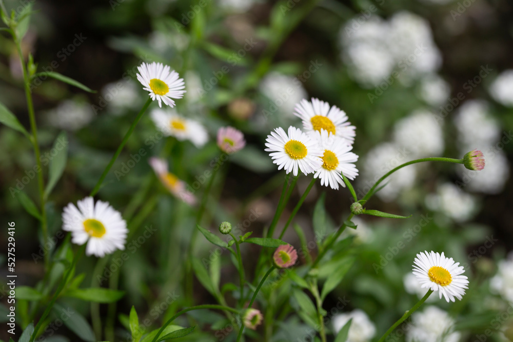 Matricaria recutita is a plant widely used for medicinal and cosmetic purposes. selective focus Matricaria recutita is a plant widely used for medicinal and cosmetic purposes. selective focus