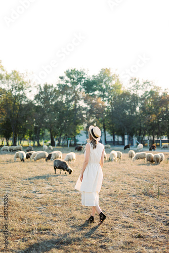 Girl in a straw hat walks across a lawn with grazing sheep. Back view