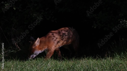 A wild vixen scavenges for food in the UK early morning sun photo