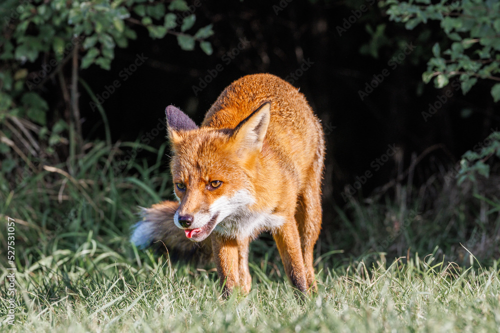 Naklejka premium A wild vixen scavenges for food in the UK early morning sun