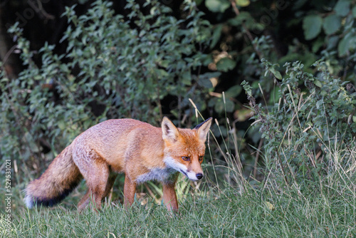 A wild vixen scavenges for food in the UK early morning sun © Paul