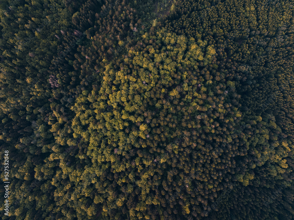 Forêt Forêt