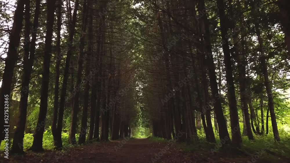 Volga-Kama Arboretum. Protected area near the Raifa Monastery. Alley of pine trees. Trail in the woods. Travel and tourism in Russia. Walking in the woods. Fresh air. Fly footage from a drone. Volga-Kama Arboretum. Protected area near the Raifa Monastery. Alley of pine trees. Trail in the woods. Travel and tourism in Russia. Walking in the woods. Fresh air. Fly footage from a drone.