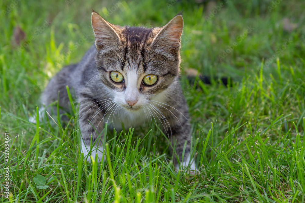 Gray and white tabby cat on green grass