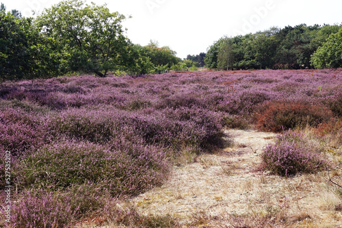 Heather in woodland Solleveld in The Hague