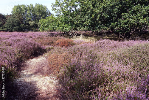 Heather in woodland Solleveld in The Hague