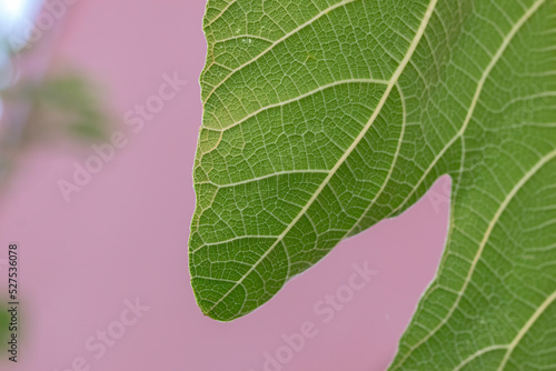 Close Up Leaf On A Fig Tree At Amsterdam The Netherlands 20-8-2022 photo