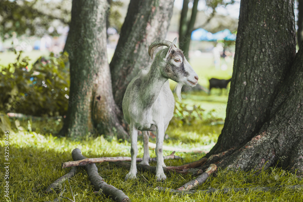 domestic goat grazes on a forest country farm domestic goat grazes on a forest country farm